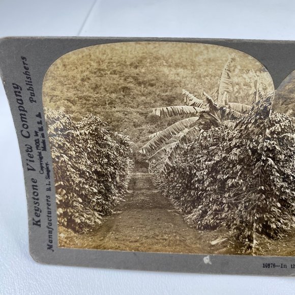 Antique 1900 Stereoview Photo Card Coffee Banana Hacienda Orizaba Mexico Keyston - Picture 3 of 8